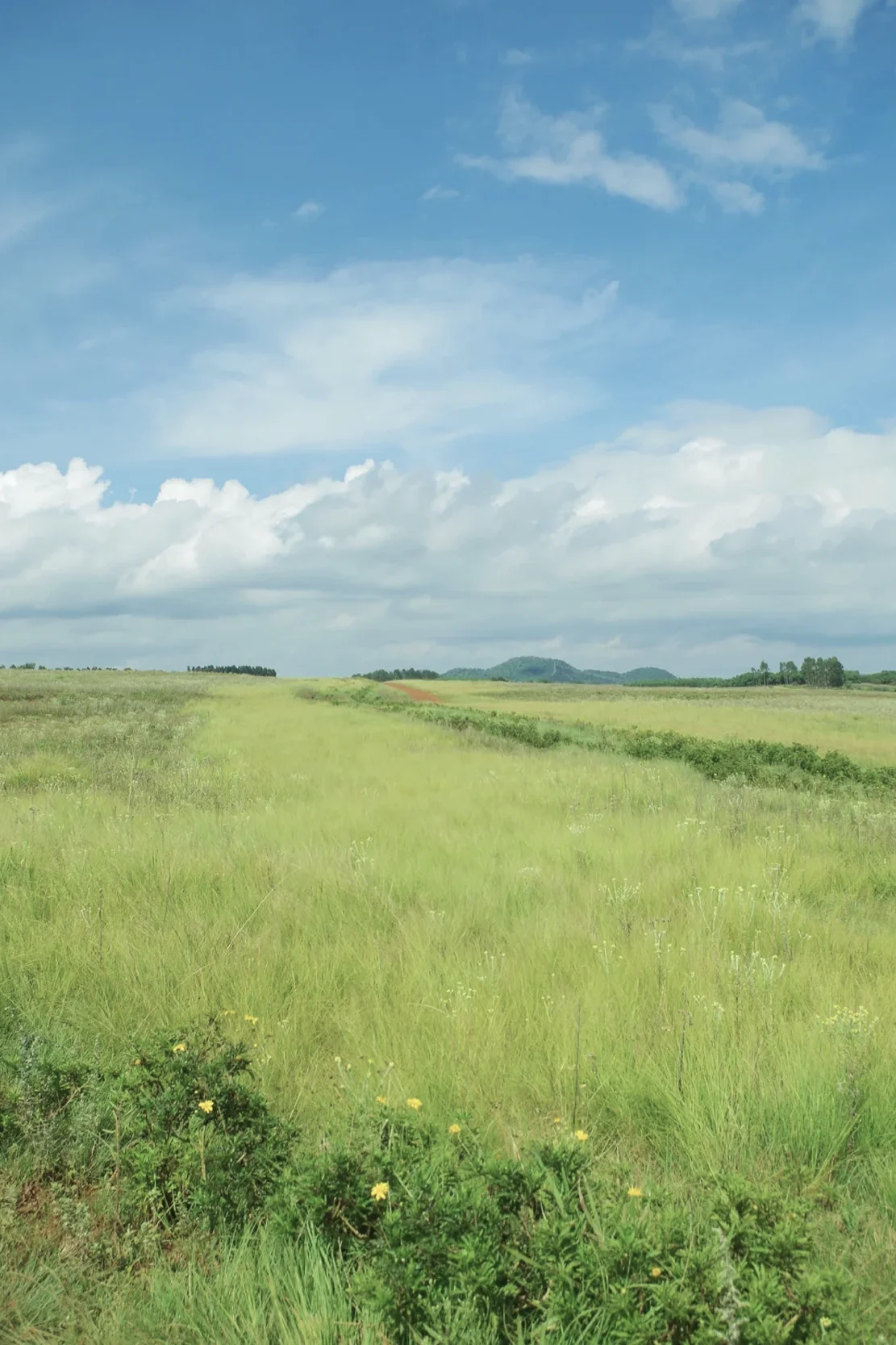 北大营草原露营场景