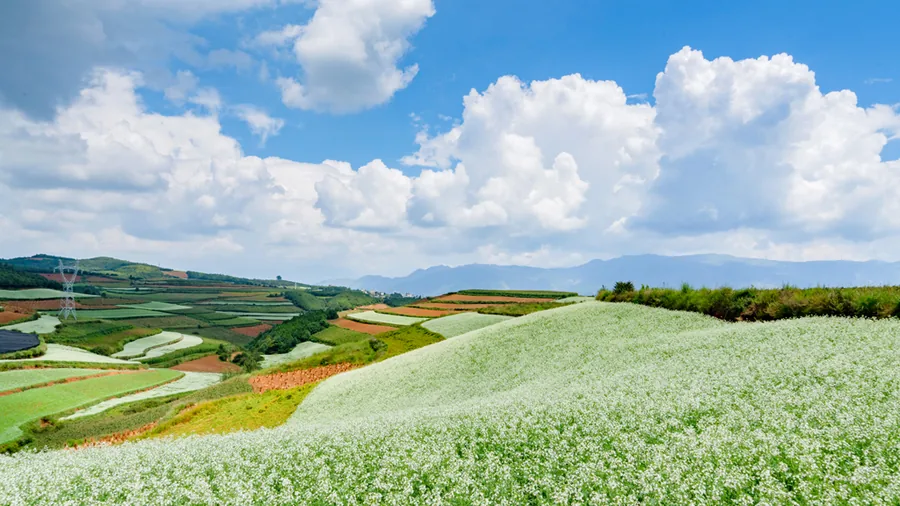 Dongchuan Red Land · Colorful terraces and buckwheat flowers