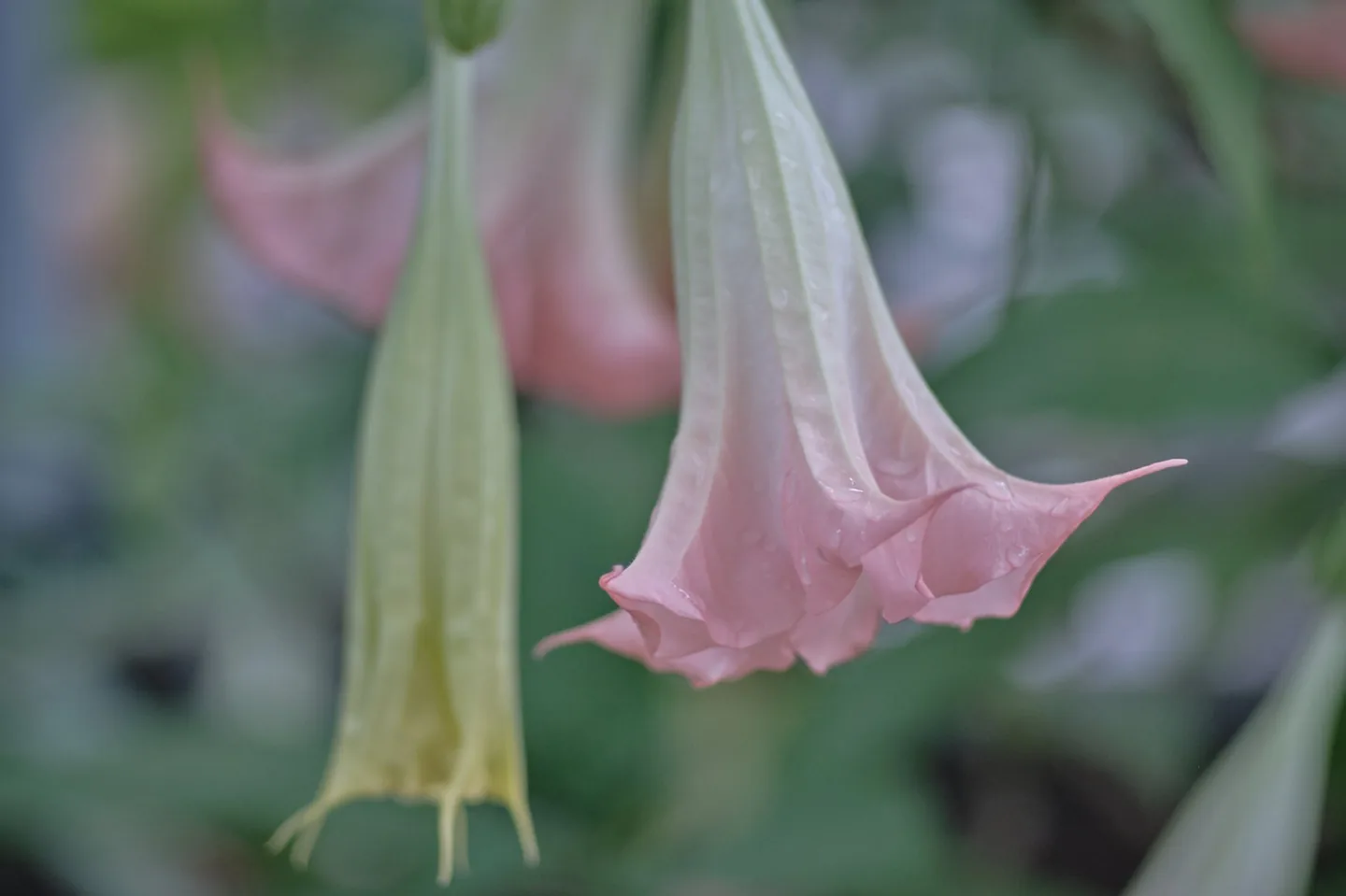 曼陀罗花特写