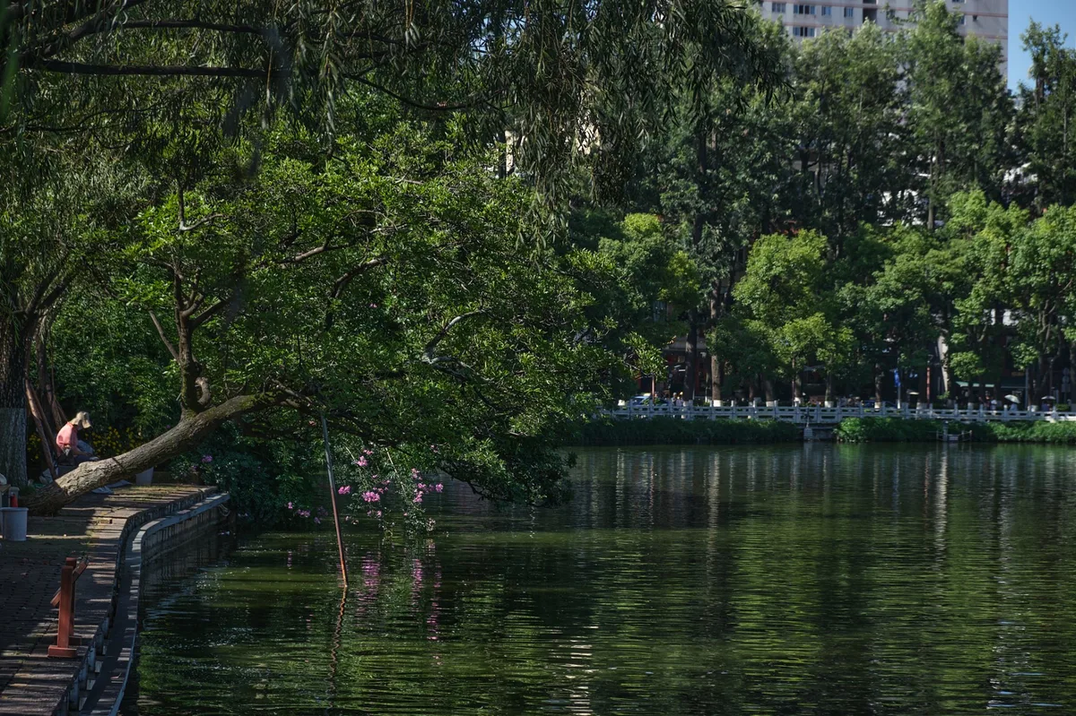 翠湖静谧湖岸，斜伸古树与粉色花枝垂水