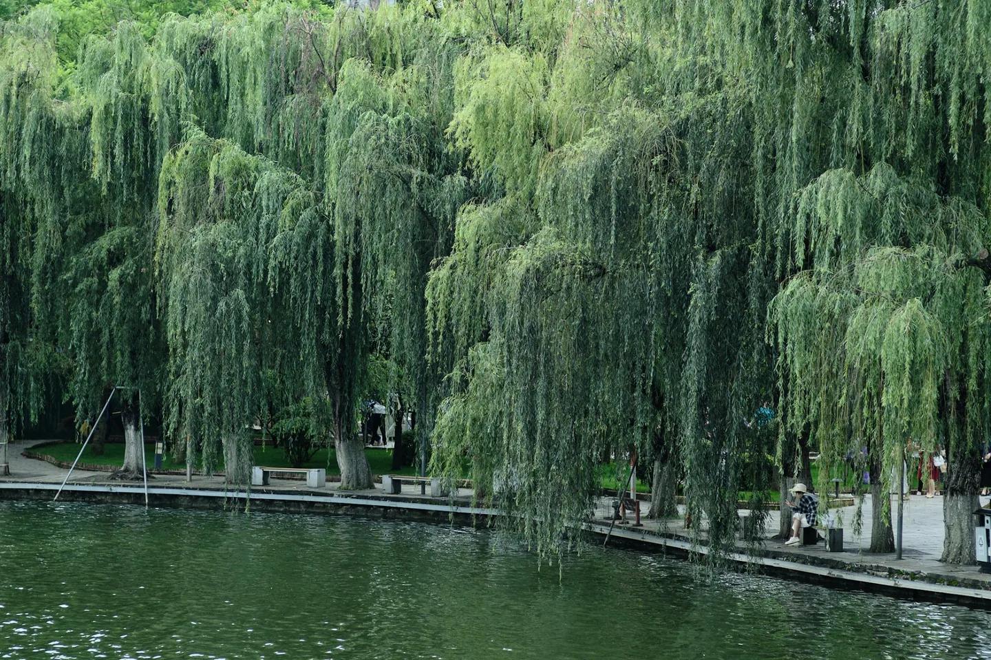 盛夏垂柳与翠湖水面