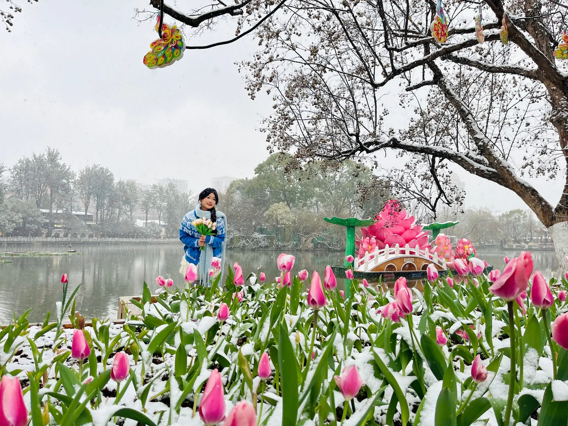 翠湖雪后郁金香，粉红花朵覆着薄雪
