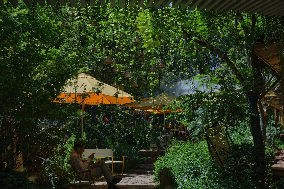翠湖咖啡文化中心庭院，藤蔓垂帘与绿植环绕的咖啡座