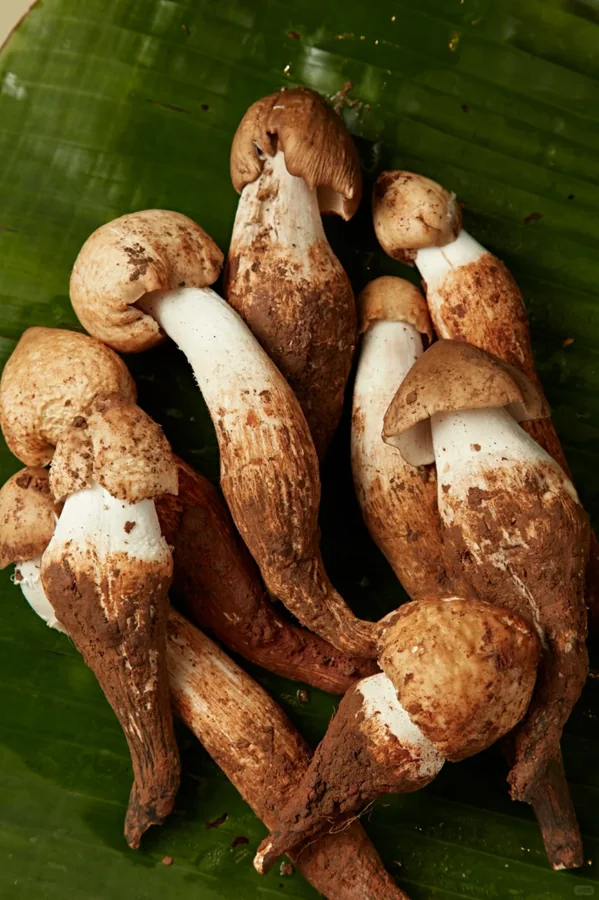 鸡枞