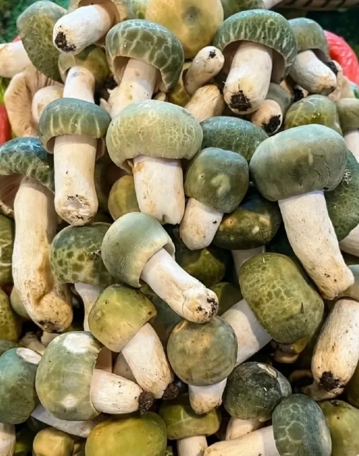 青头菌